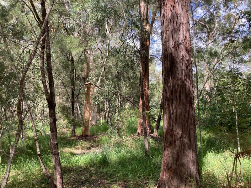 Understorey and vines through the Capalaba block before works